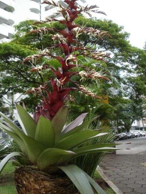 Image of Alcantarea imperialis (Carrière) Harms