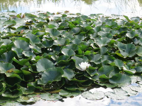 Image of European white waterlily