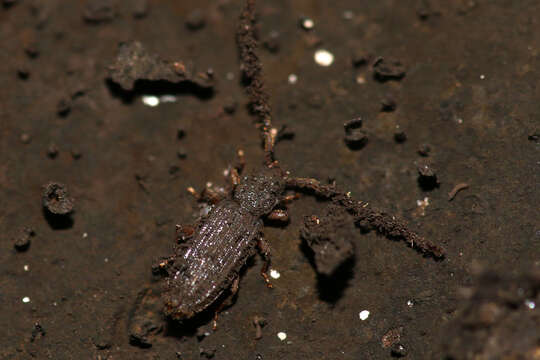 Imagem de Uleiota planatus (Linnaeus 1760)