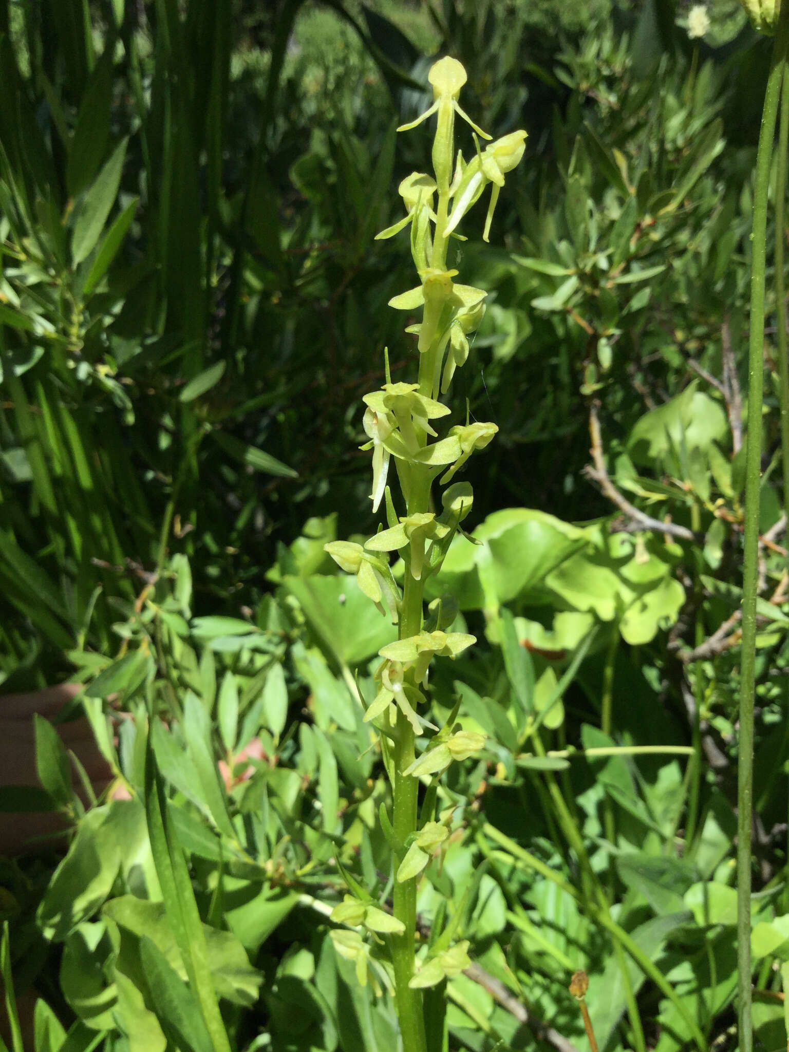 Image of Canyon Bog Orchid