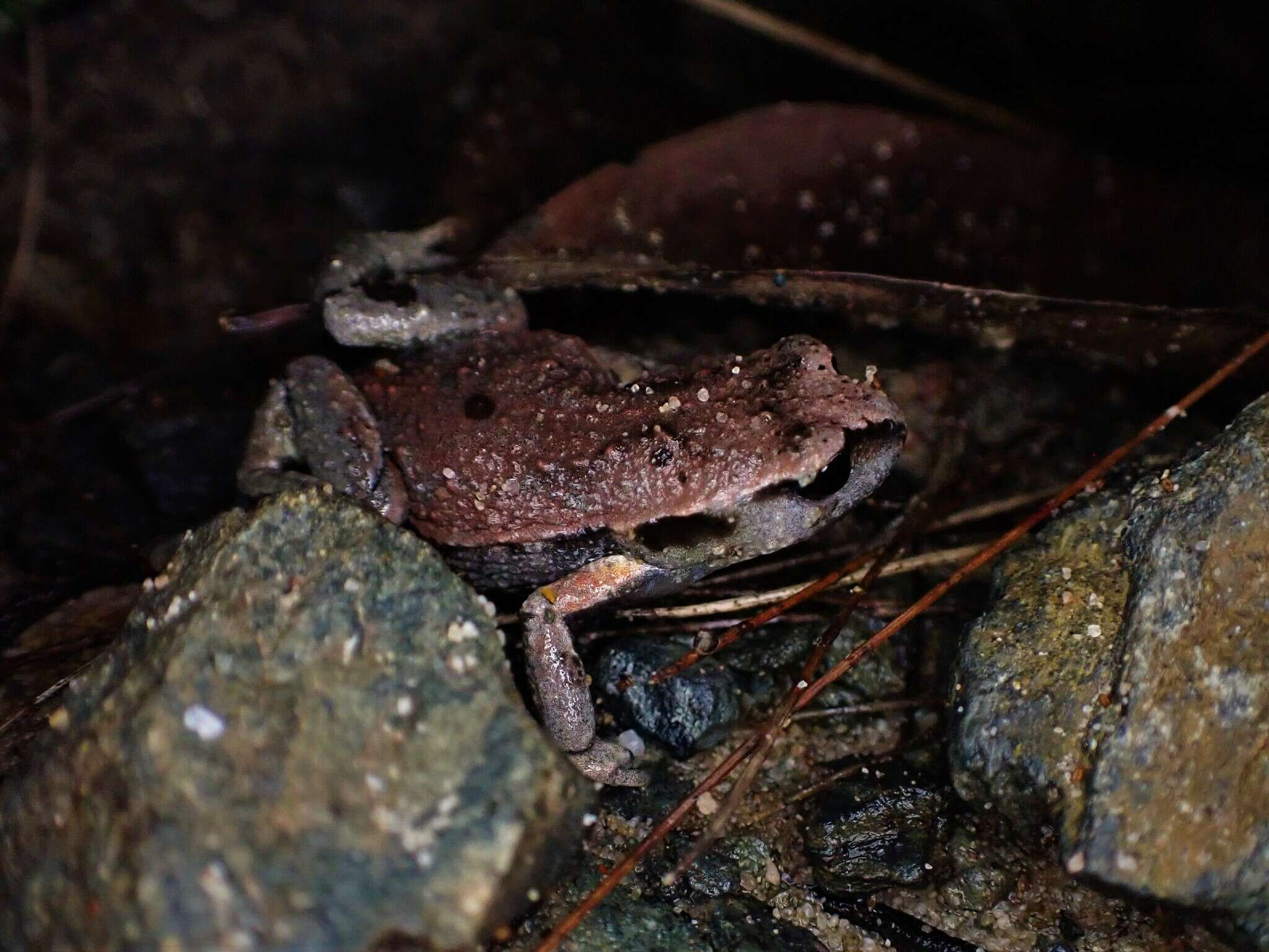 Image of Copper-backed Broodfrog