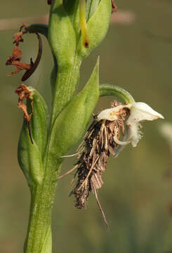 Plancia ëd Habenaria cephalotes Lindl.