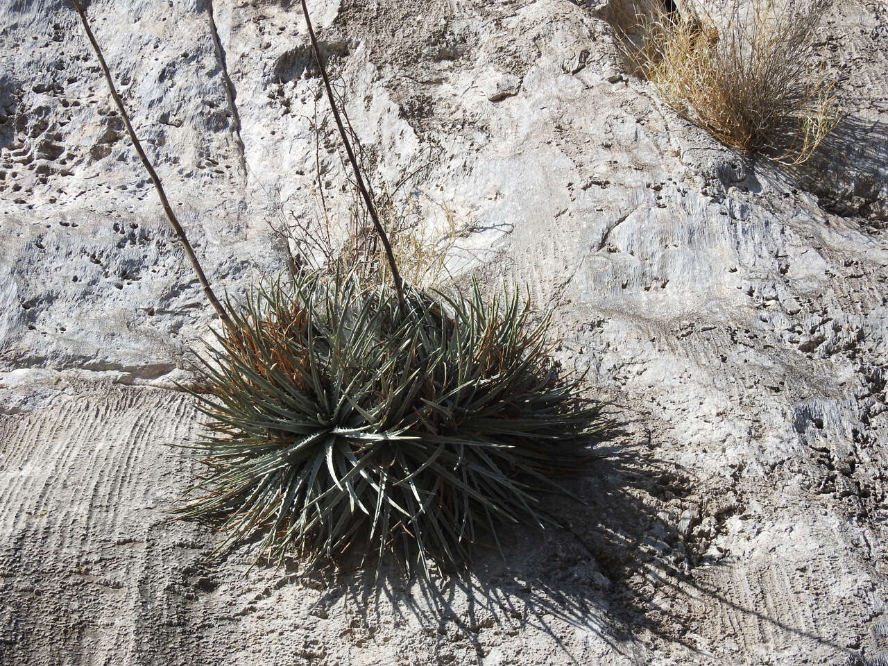 Image of Hechtia mapimiana López-Ferr. & Espejo