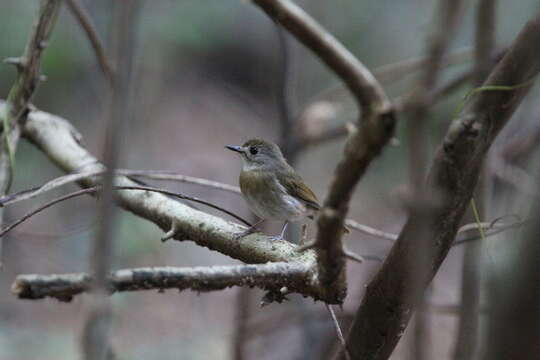 Imagem de Cyornis olivaceus Hume 1877