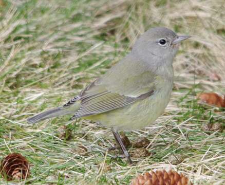 Leiothlypis celata celata (Say 1822) resmi