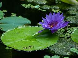 Image of waterlily