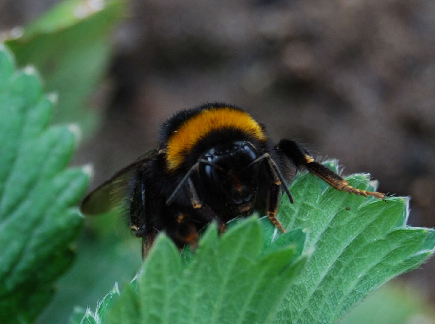 Image of White-tailed bumblebee