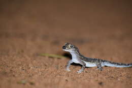 Image of Main's Ground Gecko