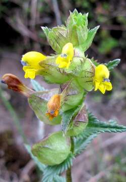 Image of Yellow rattle