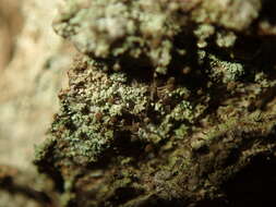 Image of needle lichen