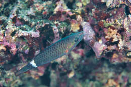 Image of Ringtail maori wrasse