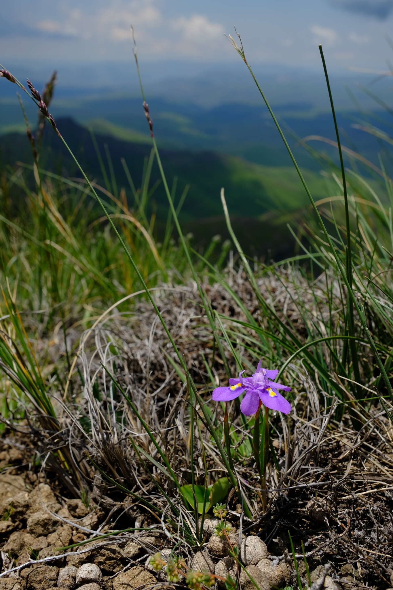 Image of Moraea alpina Goldblatt