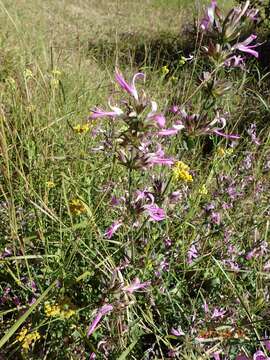 Plancia ëd Dicliptera clinopodia Nees