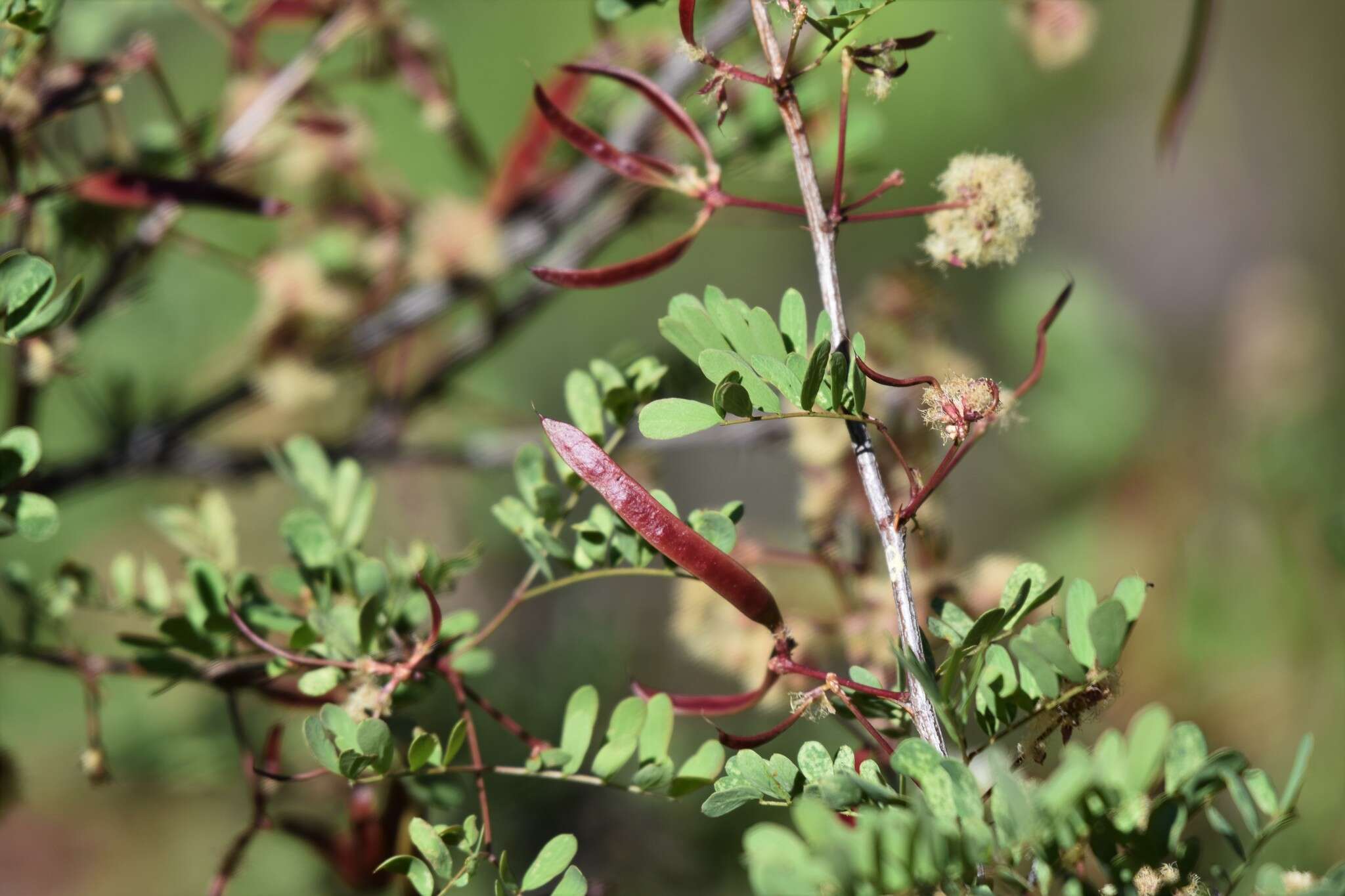 Image de Senegalia roemeriana (Scheele) Britton & Rose