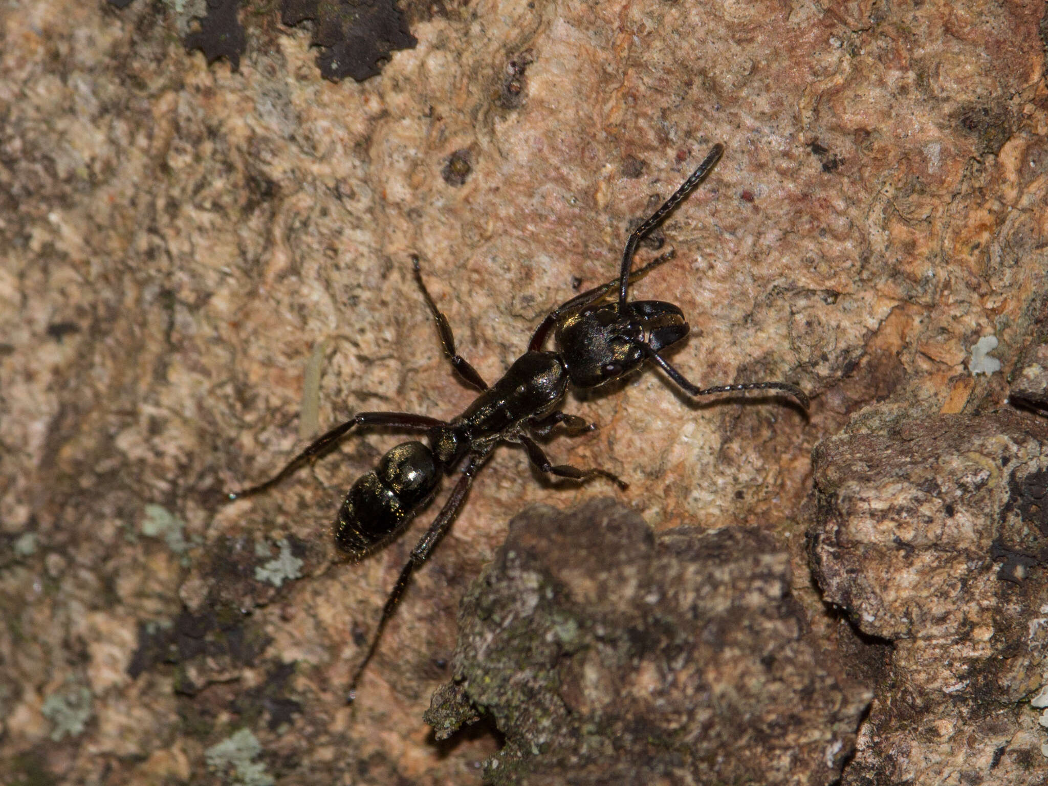 Image of Neoponera foetida (Linnaeus 1758)