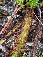 Image of Long-Leaf Plume Fern