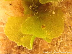 Image of Anadyomene stellata
