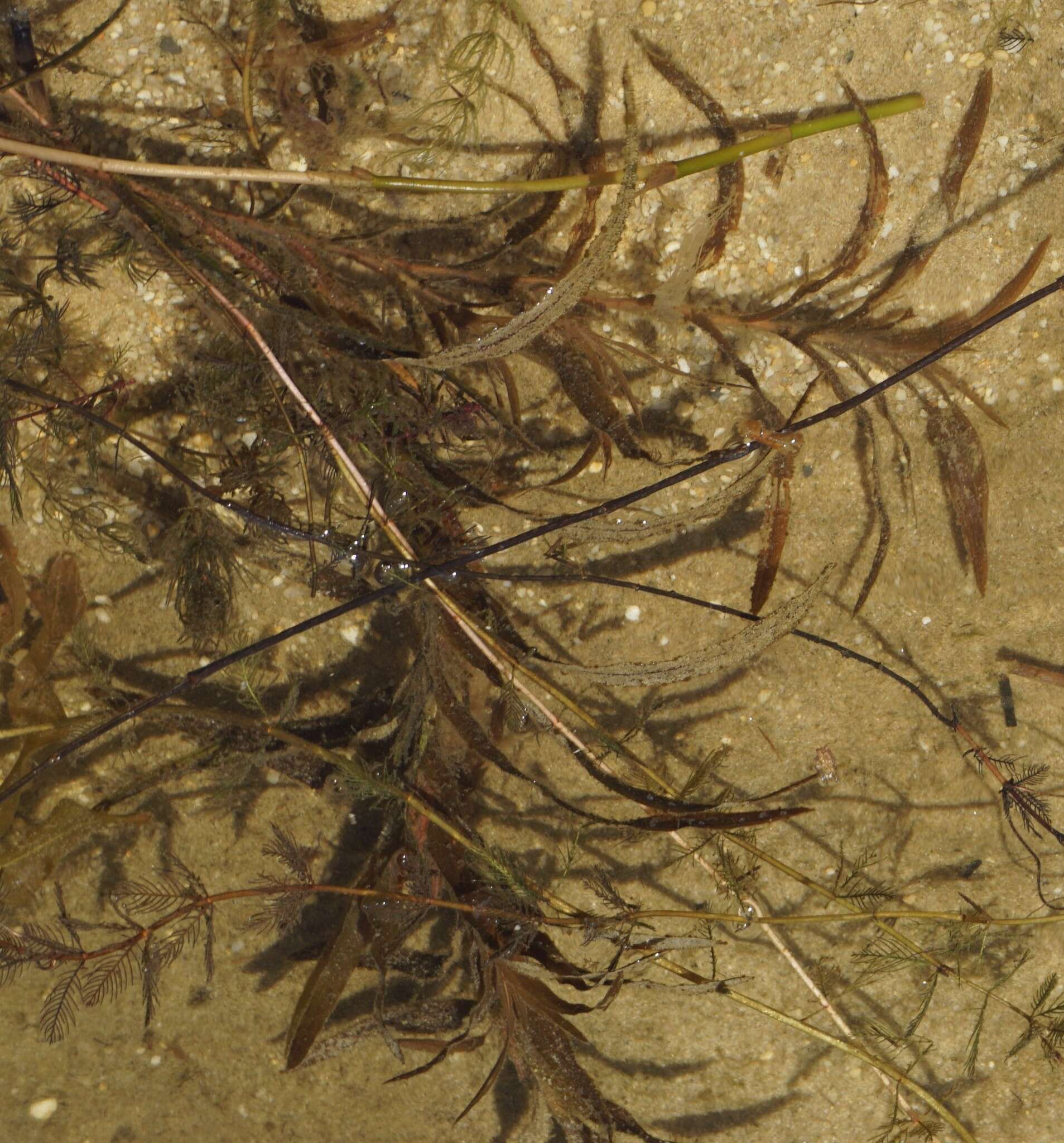 Image of Robbins' pondweed