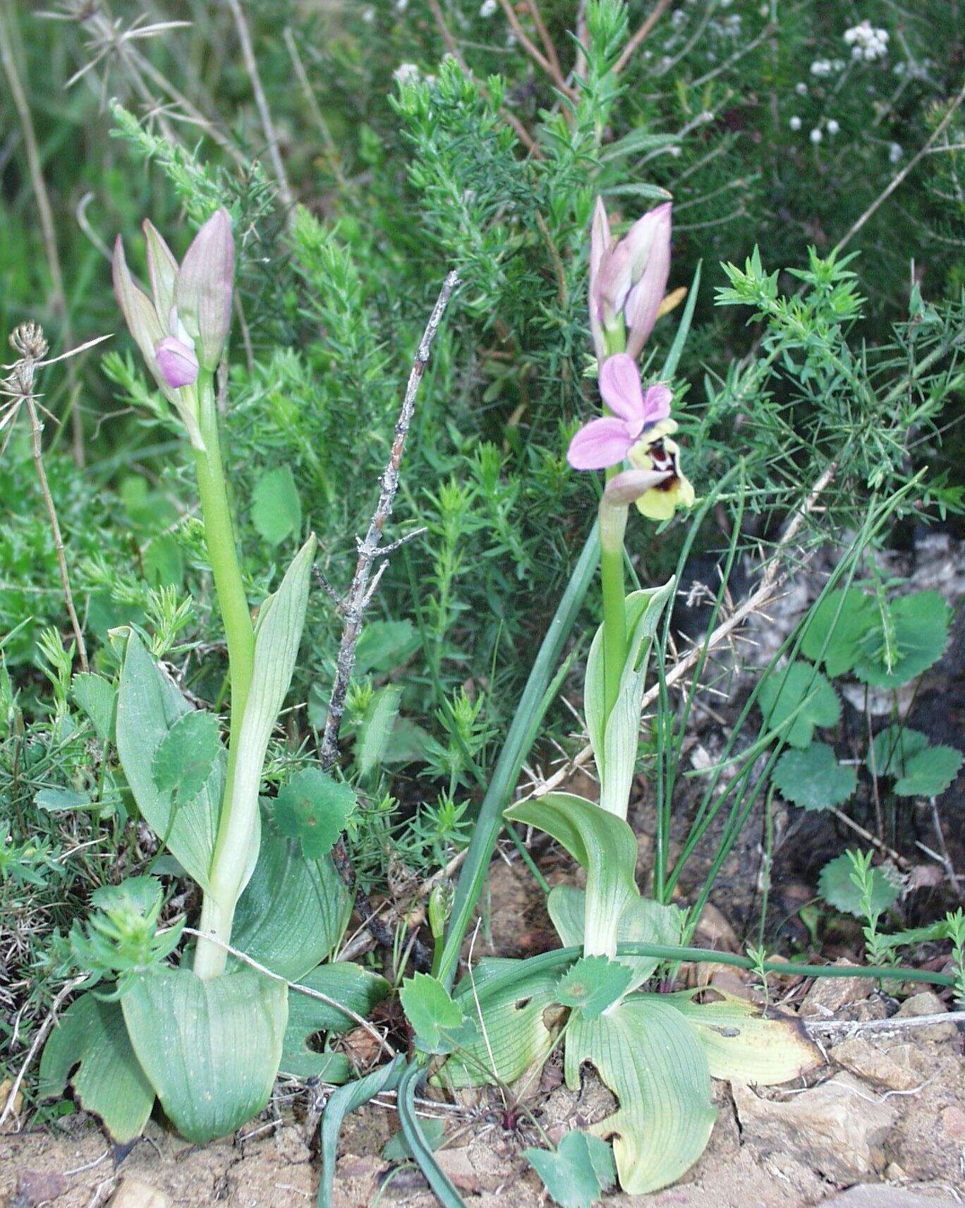 Image of Ophrys tenthredinifera subsp. ficalhoana (J. A. Guim.) M. R. Lowe & D. Tyteca