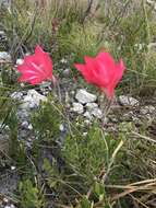 Gladiolus carmineus C. H. Wright resmi