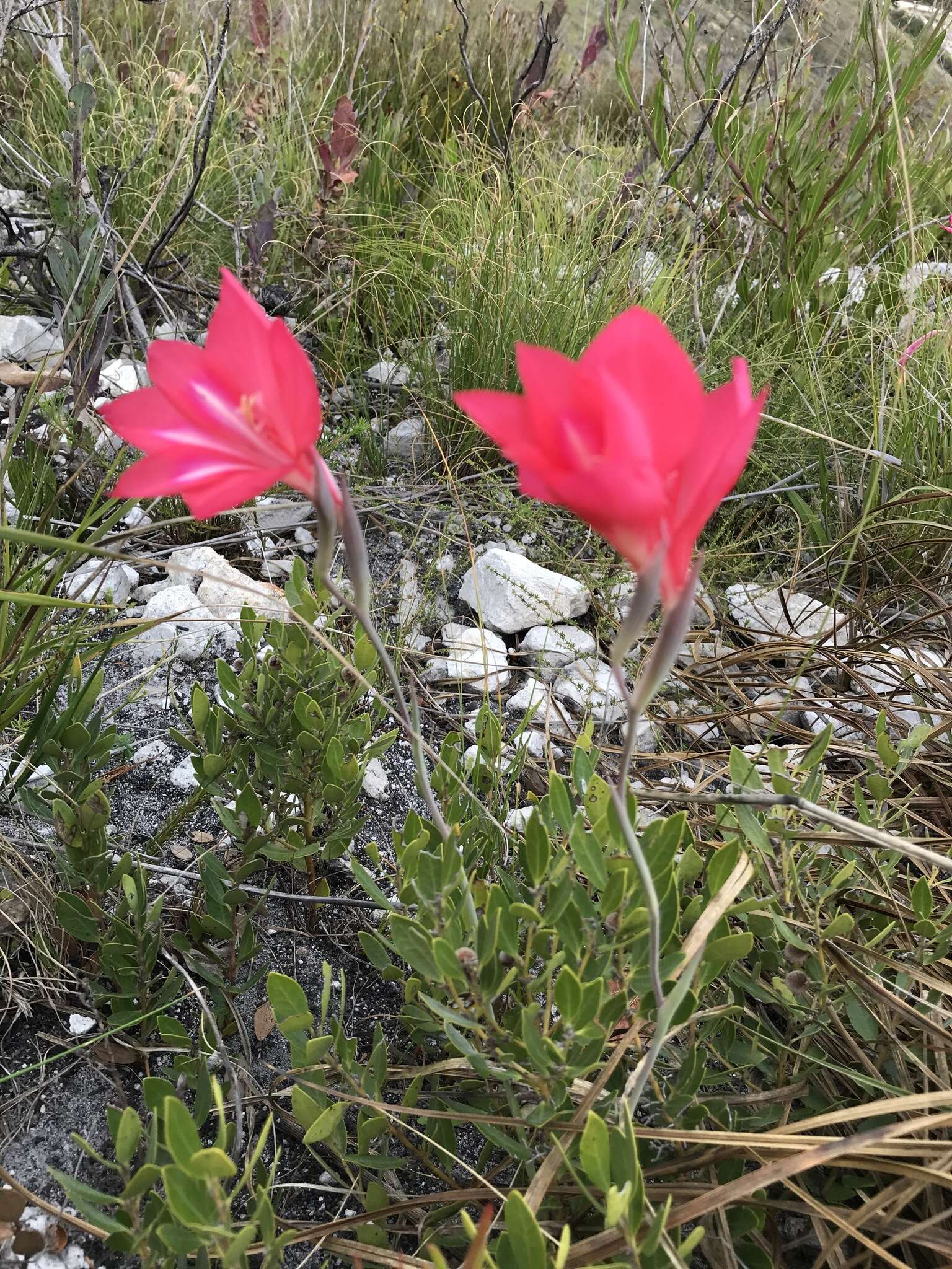 Gladiolus carmineus C. H. Wright resmi