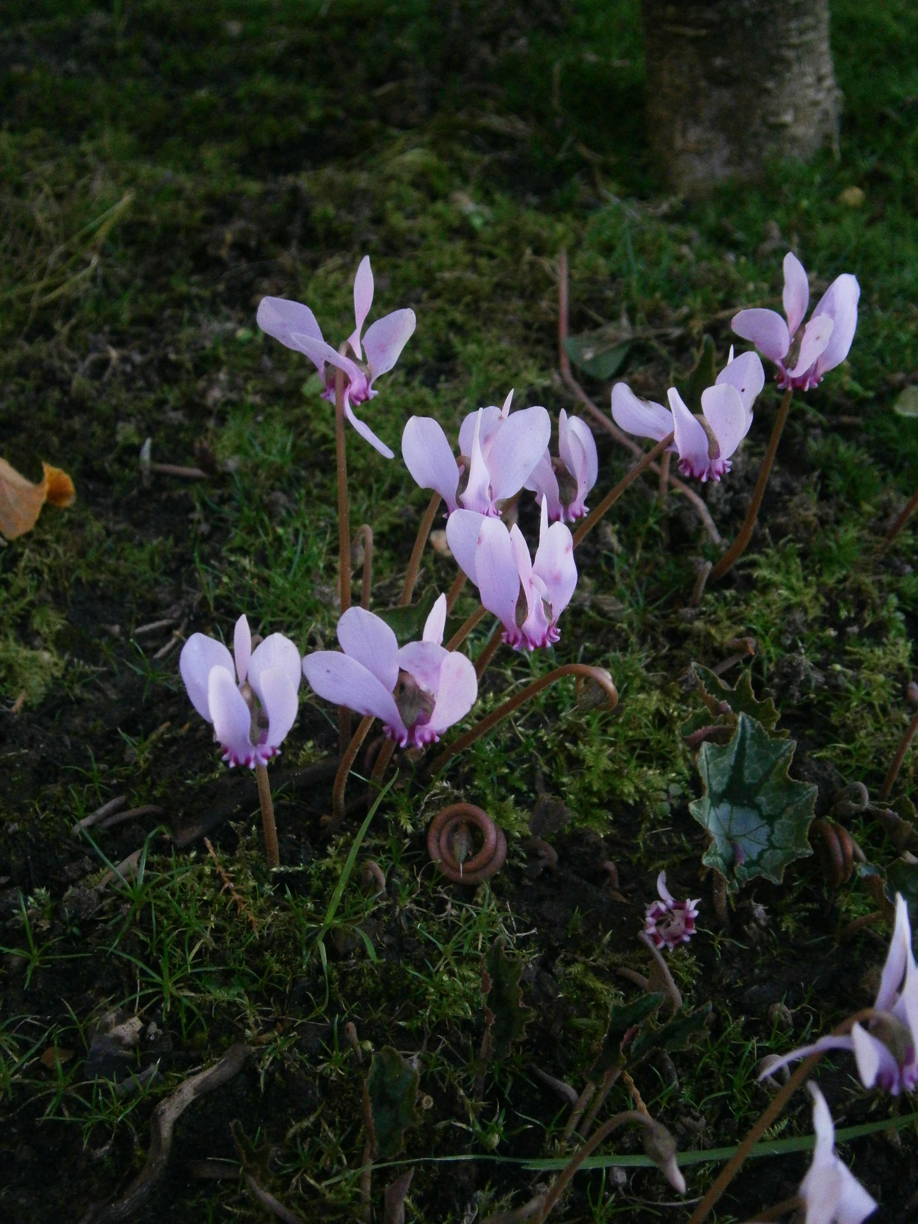 Слика од Cyclamen hederifolium Aiton