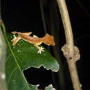 Imagem de Uroplatus ebenaui (Boettger 1879)