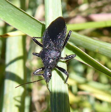 Image of Coranus carbonarius (Stål 1855)