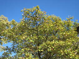 Image de Amelanchier lamarckii