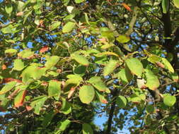 Image de Amelanchier lamarckii