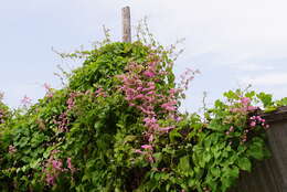 Image of antigonon