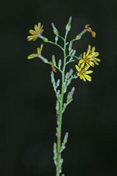 Image of Lactuca raddeana Maxim.