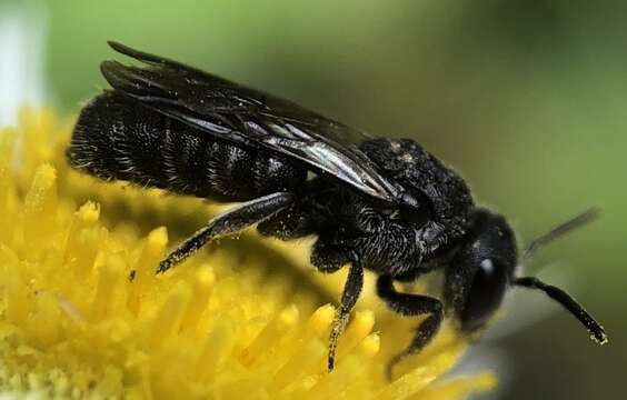 Image de Stelis coarctatus Crawford 1916