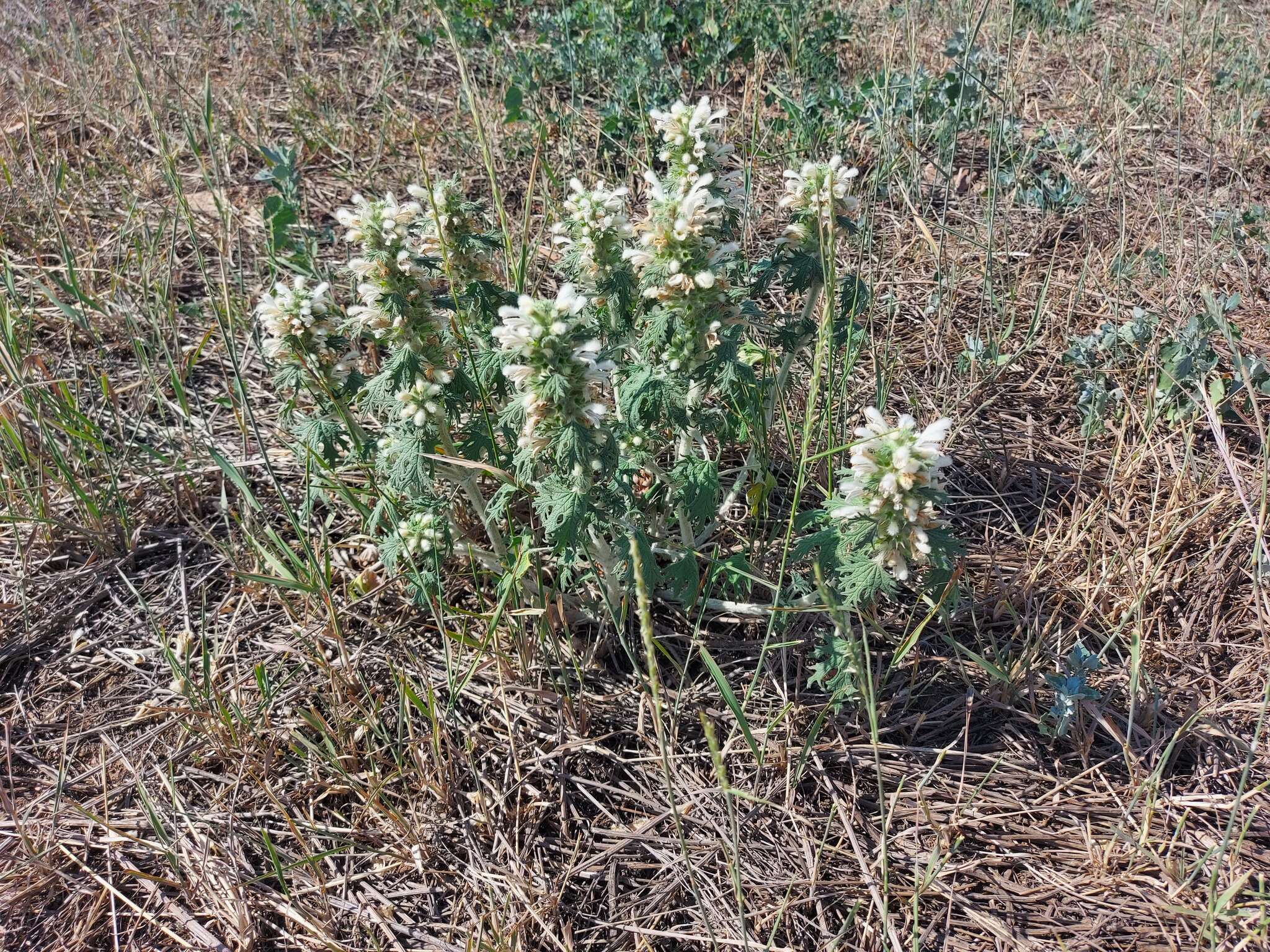 Image of Panzerina lanata (L.) Soják