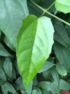 Image of laurel clockvine