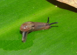 Image of Yellow-shelled semi-slugs