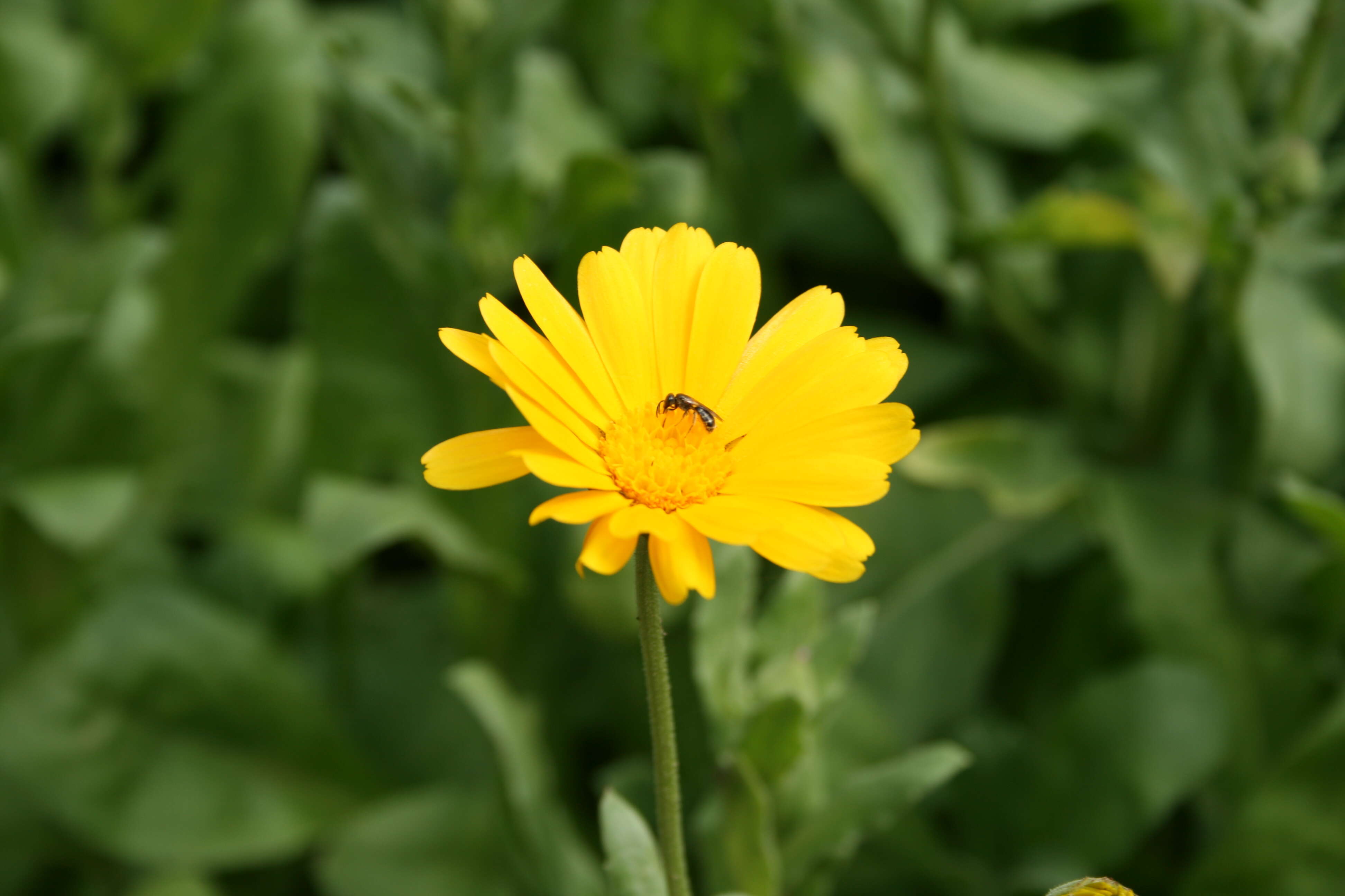 Image of pot marigold