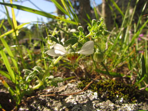 Image of Blumenbachia catharinensis Urb. & Gilg