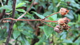 Image of Cistus creticus L.