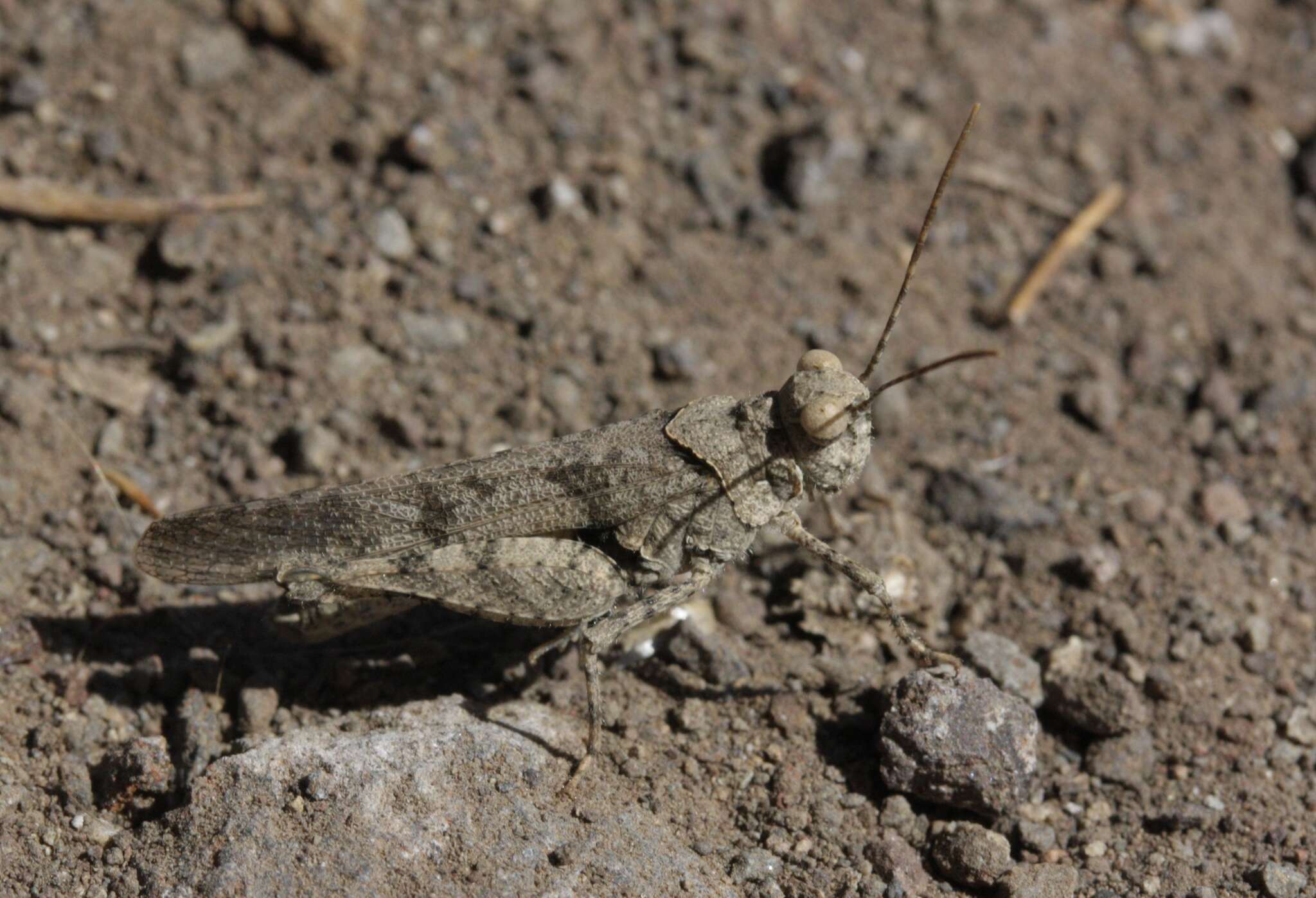 Image of Trimerotropis occidentiloides Rentz, D. C. F. & Weissman 1981