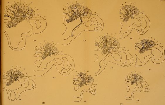 Image of Black garden ant