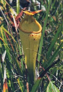 Image of Madagascar pitcher plant