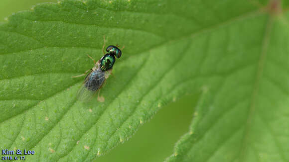 Image of Soldier fly