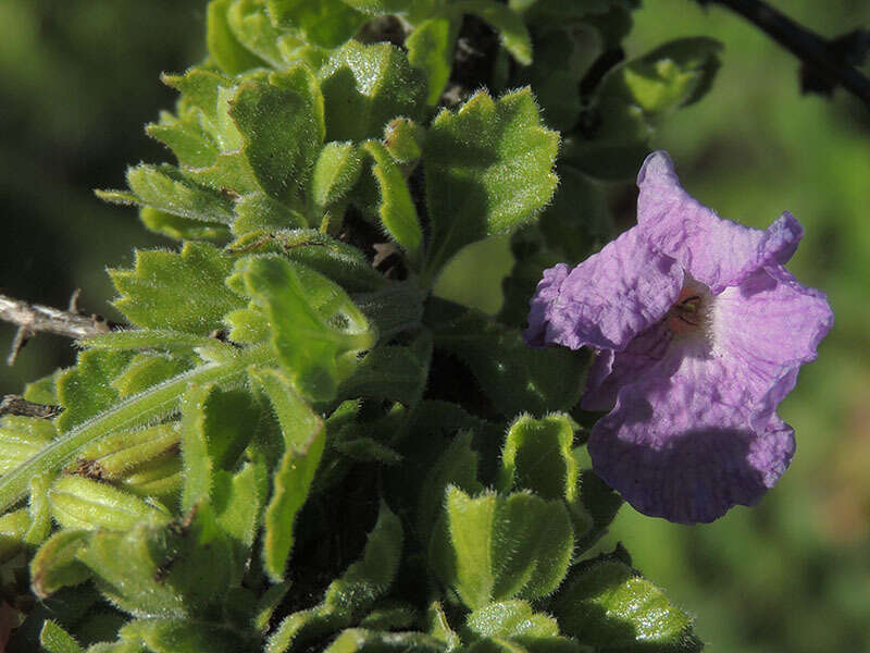 Image of Citharexylum flabellifolium S. Watson