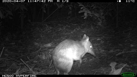 Image of Long-nosed Bandicoot