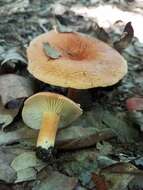 Image of Lactarius hygrophoroides Berk. & M. A. Curtis 1859