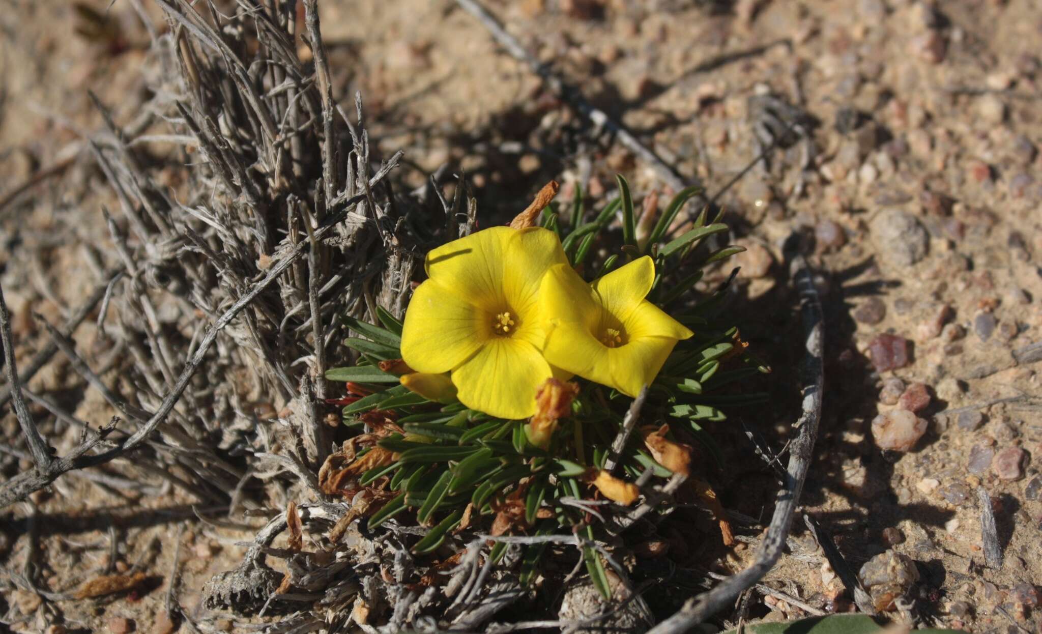 Image of Oxalis namaquana Sond.