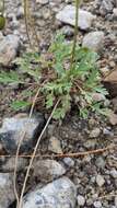 Image of Lapland poppy