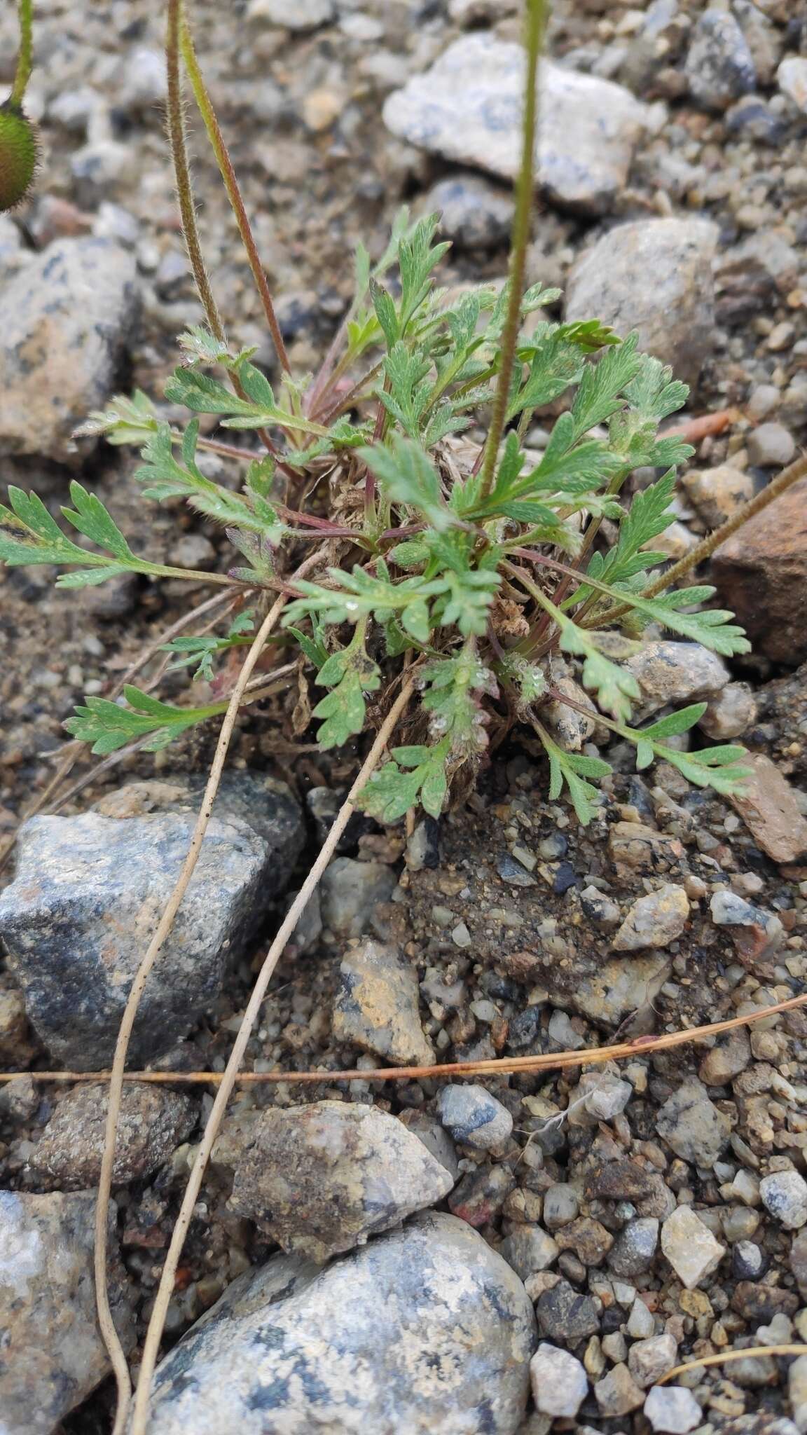 Image of Lapland poppy