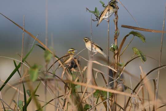 Ploceus benghalensis (Linnaeus 1758) resmi